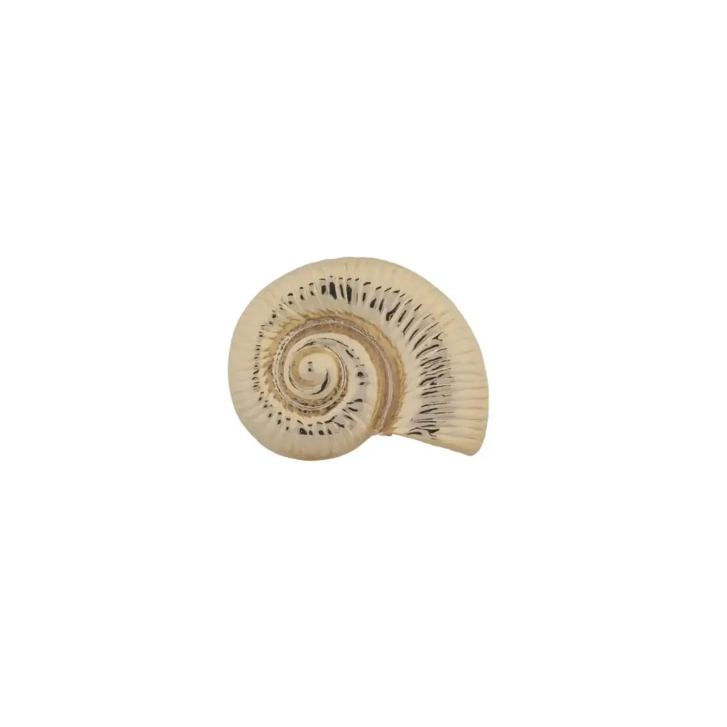 Anillo Caracól